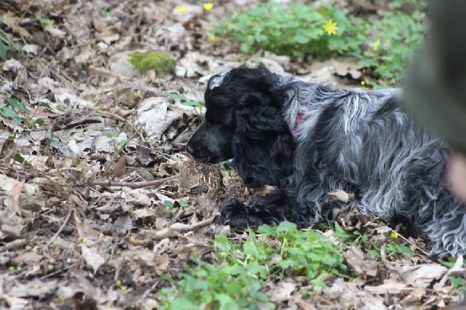 d'Amancy - journée Spaniel de la délégation Rhones Alpes