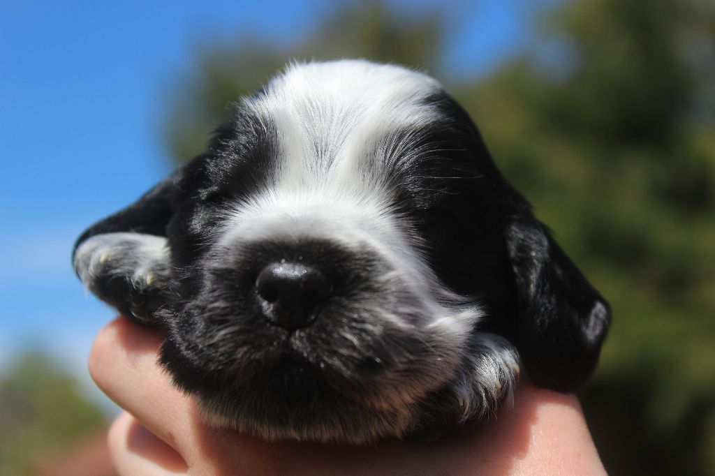 d'Amancy - Cocker Spaniel Anglais - Portée née le 04/05/2017